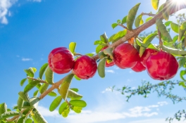 Acerola-Vitamin-C